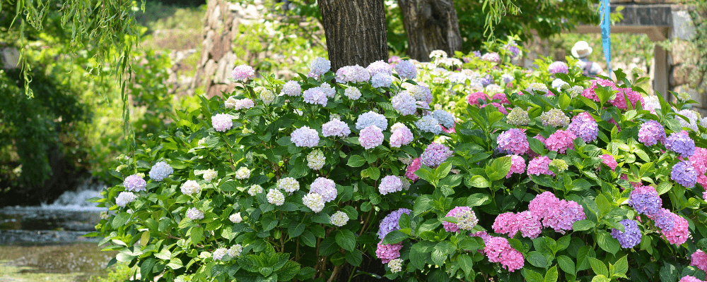 Hydrangea trials NGB Blog minhome and garden