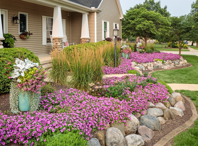 Difference Between Supertunia and Regular Petunias-Which is Best