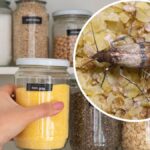 Fastest Way To Get Rid Of Pantry Moths