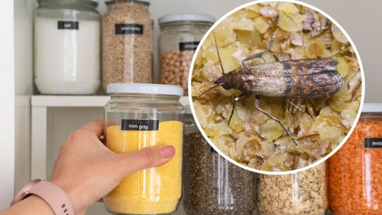 Fastest Way To Get Rid Of Pantry Moths