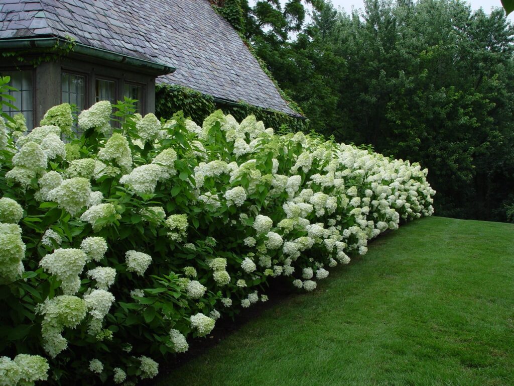 limelight hedge 21 minhome and garden