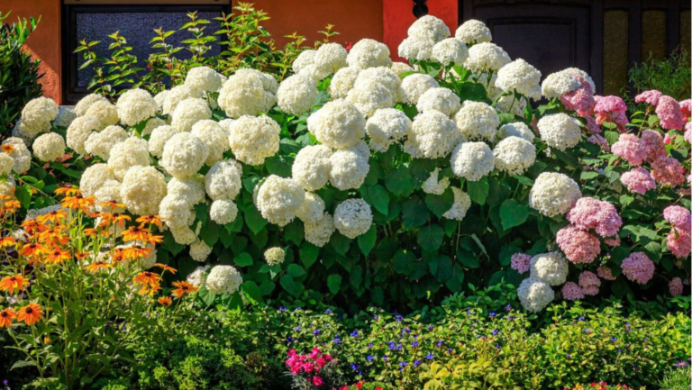 7-Tricks to Prune,Propagate and Fertilize Incrediball Hydrangea Plant