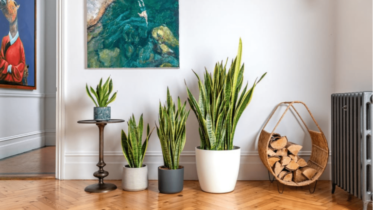 5 Best Places to Put Snake Plant in Your House for Healthy Living