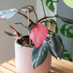 How to Trim a Pink Princess Philodendron Like A Pro-4 Steps to Follow