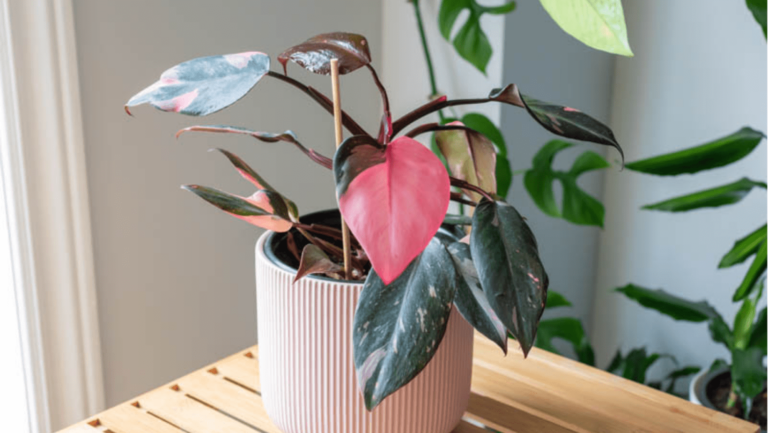 How to Trim a Pink Princess Philodendron Like A Pro-4 Steps to Follow