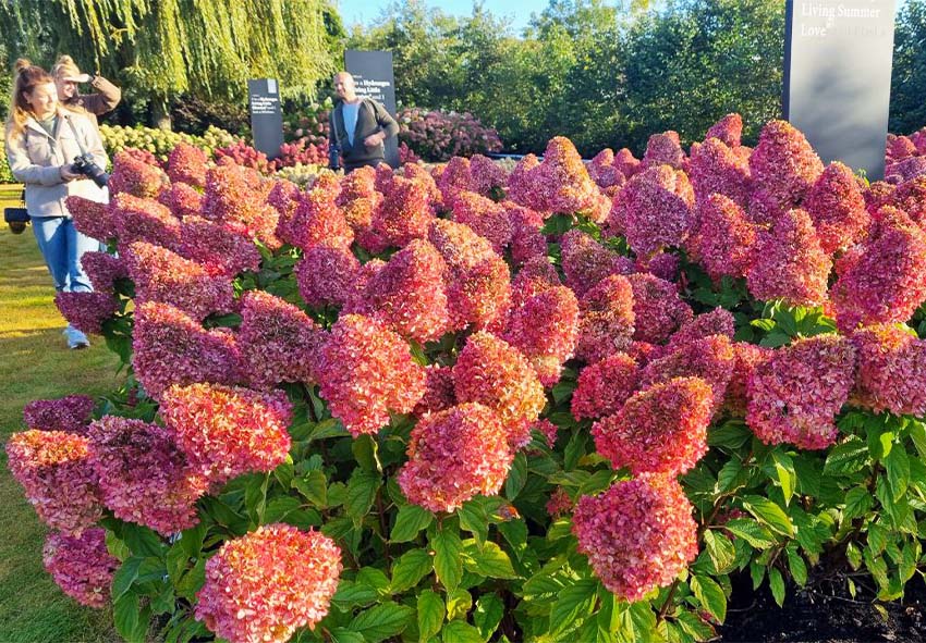 panicle hydrangeas minhome and garden