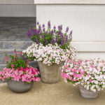 5 Popular Supertunia for your Garden in 2024