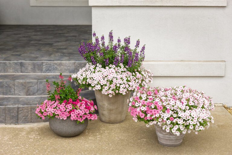 5 Popular Supertunia for your Garden in 2024