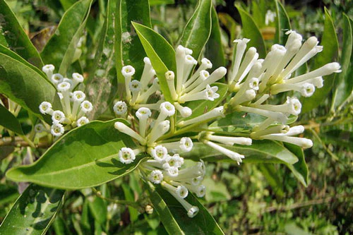 Night Blooming Jasmine