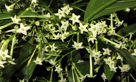 Night Blooming Jasmine