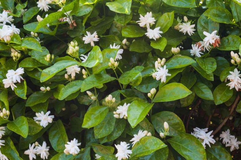 Night Blooming Jasmine