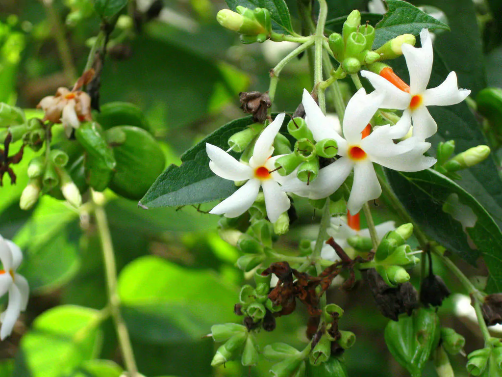 Night Blooming Jasmine