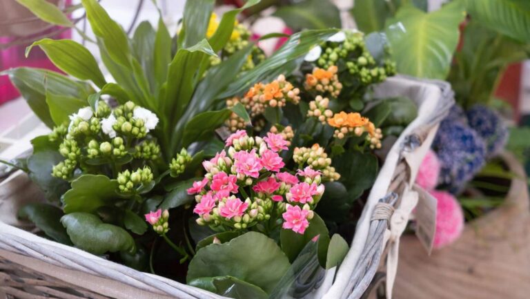 kalanchoe plant