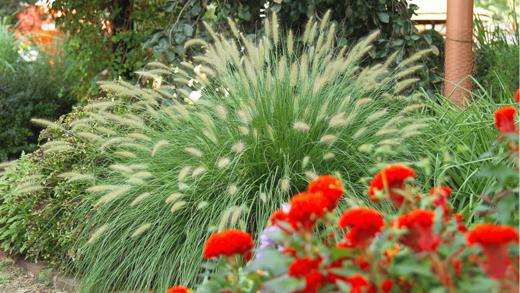 maiden grass vs fountain grass minhome and garden