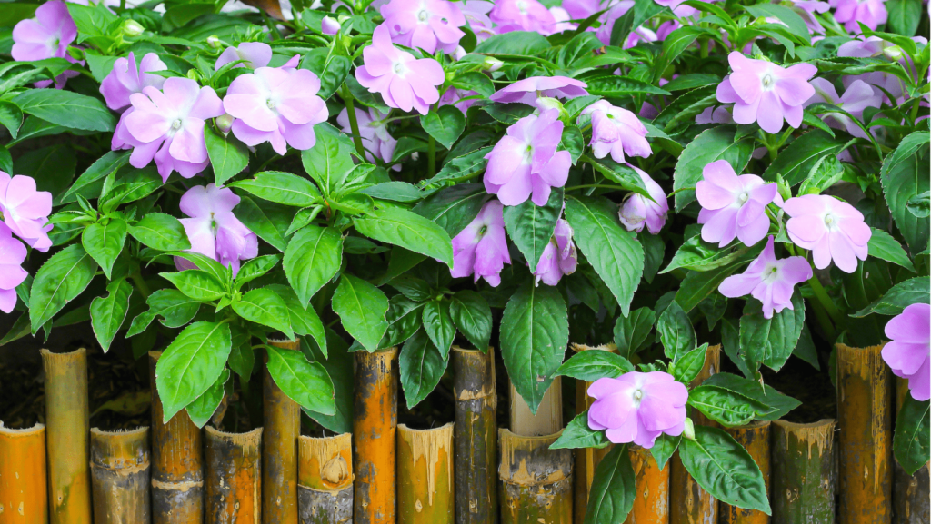 Growing Impatiens Indoors