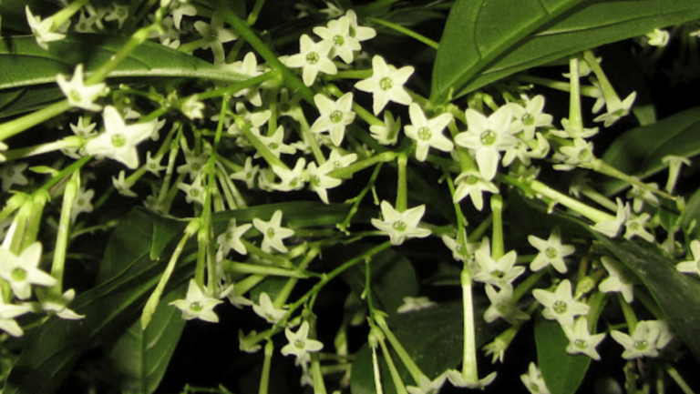 7 Best Types of Night Blooming Jasmine for Your Garden