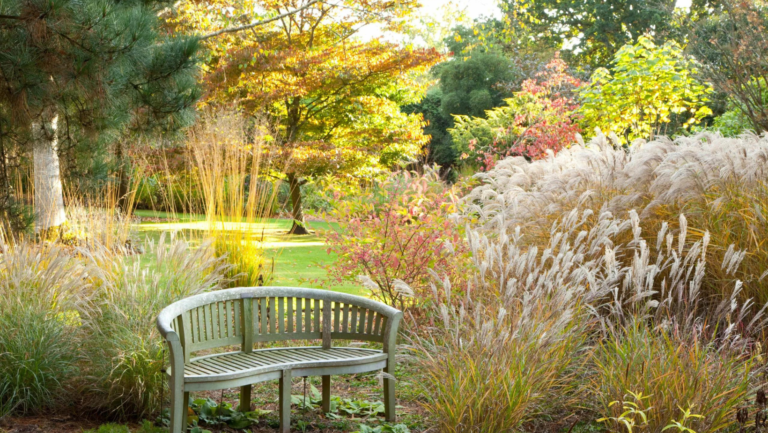 ornamental grasses