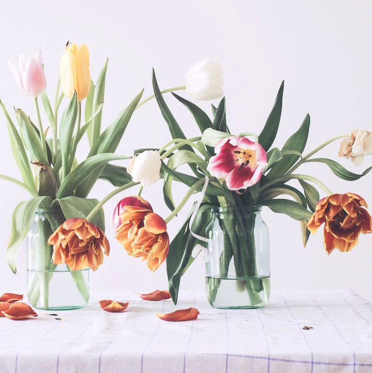 partially wilted tulips colorful droopy flowers clear vasehome and garden