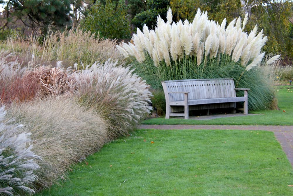 Maiden Grass Landscaping Ideas