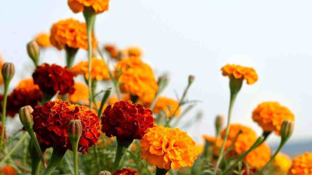 17 Marigold Companions-Herbs,Veggies and Flowers for all Season Bloom