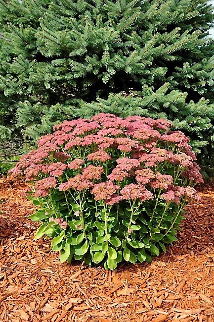 Perennials That Bloom From Spring to Fall 