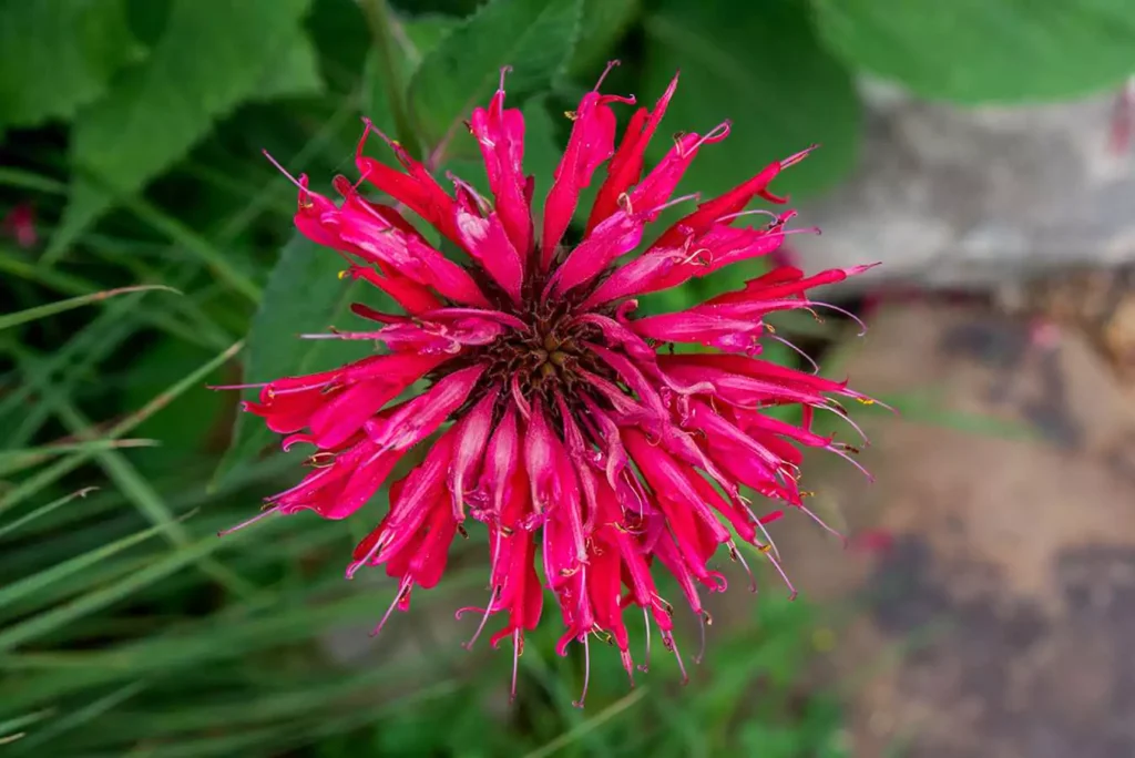 Perennials That Bloom From Spring to Fall 