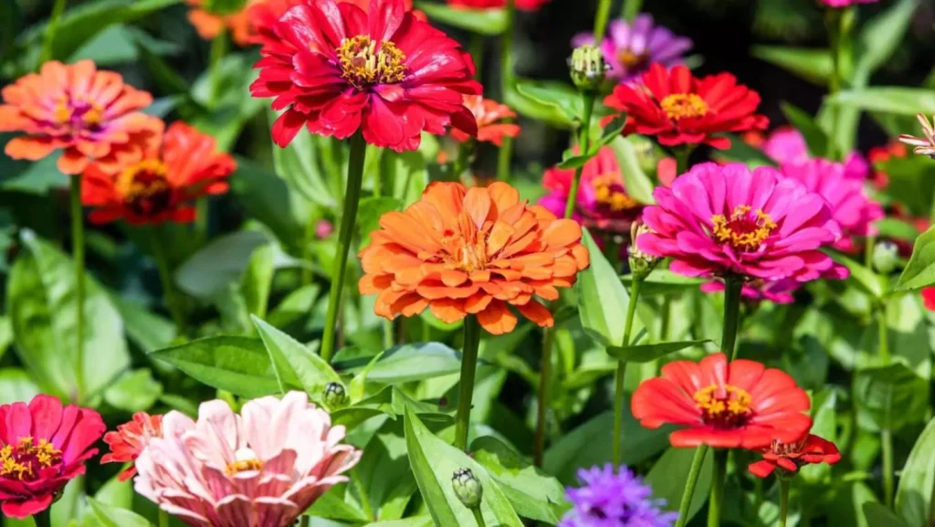 23 Top Rated Perennials That Bloom From Spring to Fall Selected By Experts