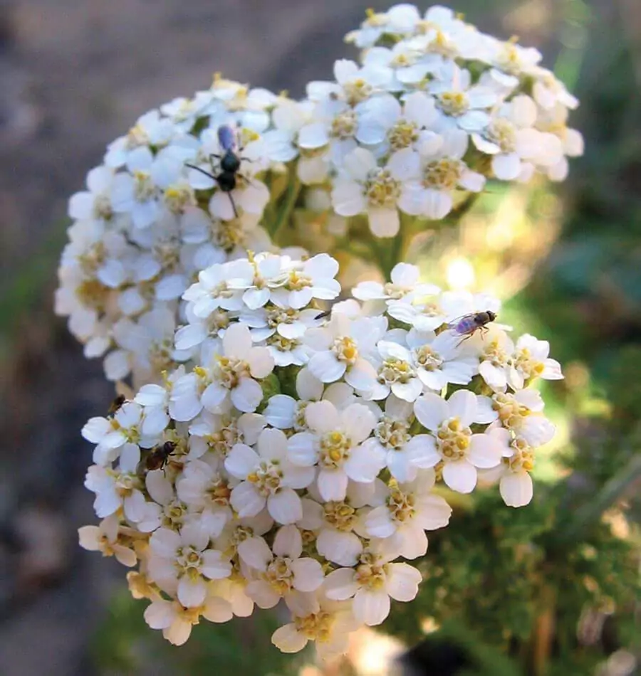 Perennials That Bloom From Spring to Fall 