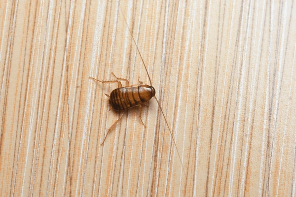 15 Bugs That Look Like Bed Bugs And How to Identify Them