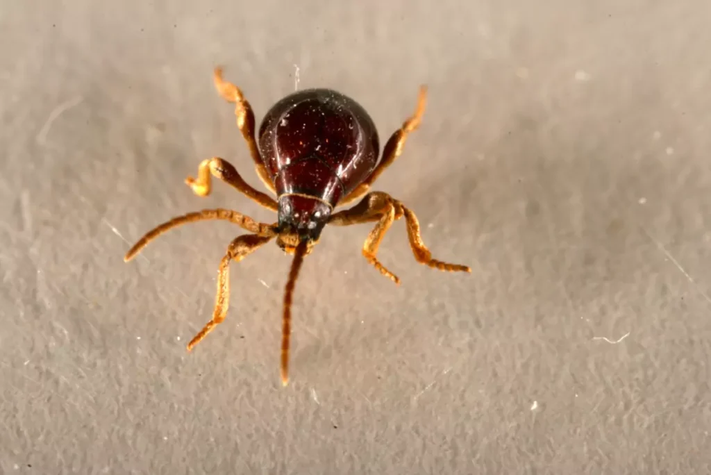 15 Bugs That Look Like Bed Bugs And How to Identify Them