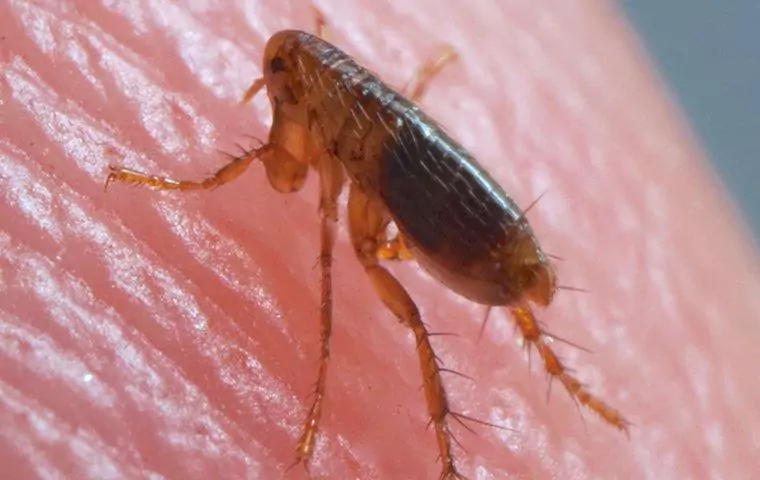 15 Bugs That Look Like Bed Bugs And How to Identify Them