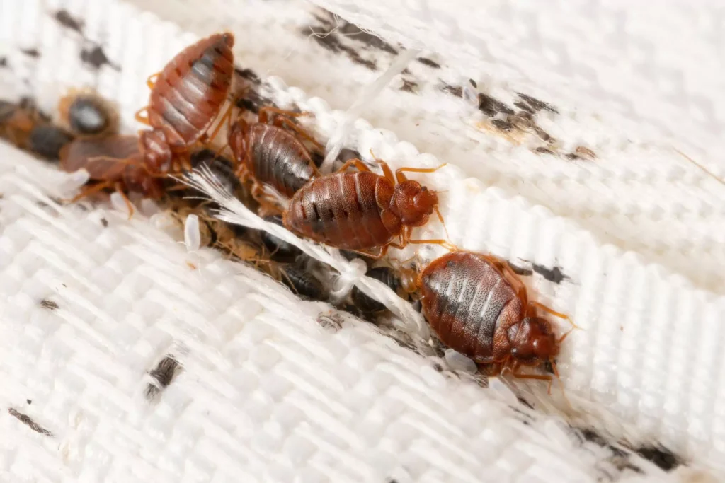 how to get rid of bed bugs home remedy