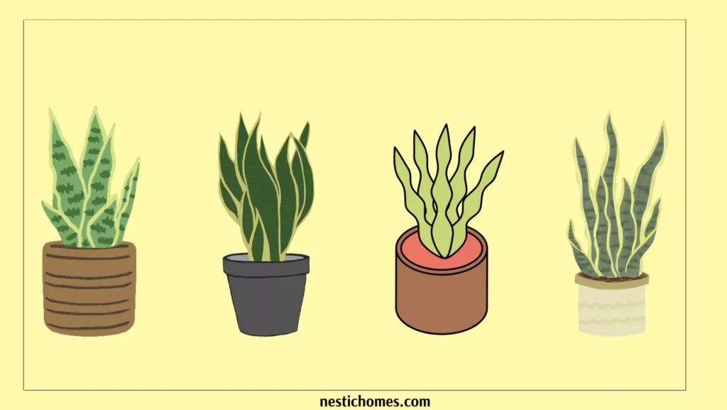 40 Ideal Types of Snake Plants Perfect for Every Home and Garden