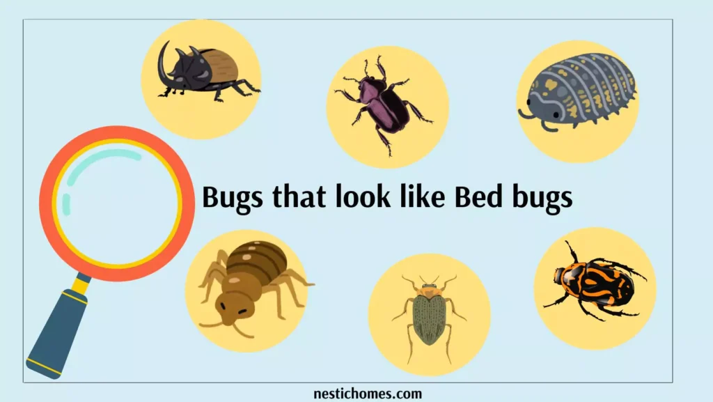 bugs that look like bed bugs