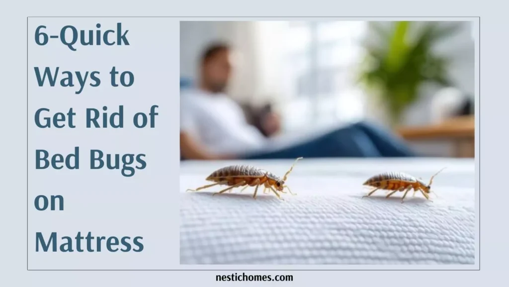 how to get rid of bed bugs on mattress,