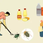 how to get rid of bed bugs home remedy