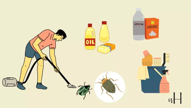 how to get rid of bed bugs home remedy