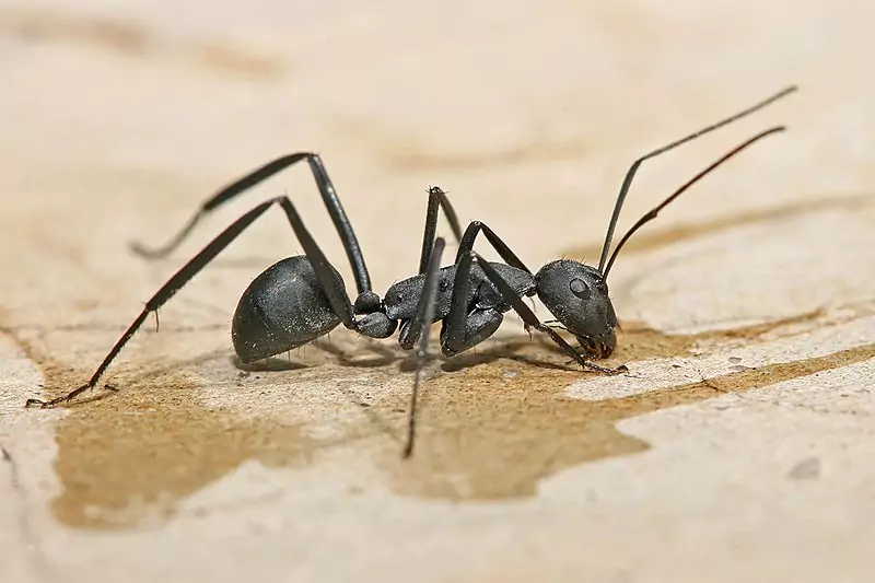 How to Get Rid of Carpenter Ants Permanently

