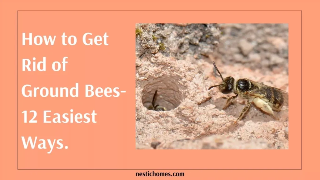 How to Get Rid of Ground Bees 12 Fastest Ways Replace Remove