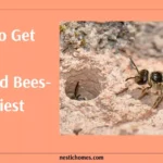 How to Get Rid of Ground Bees 12 Fastest Ways Replace Remove
