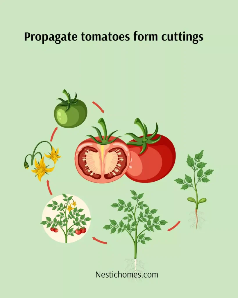 How to Propagate Tomato Cuttings (Step-by-Step Guide)