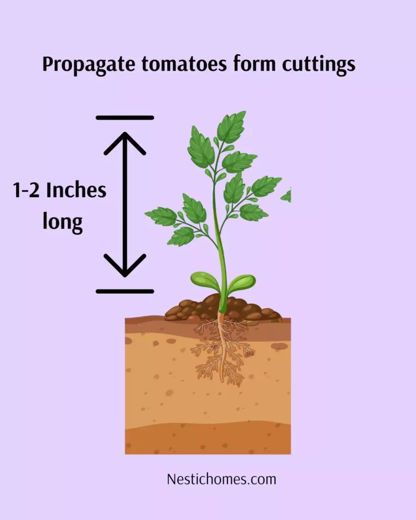 How to Propagate Tomato Cuttings (Step-by-Step Guide)