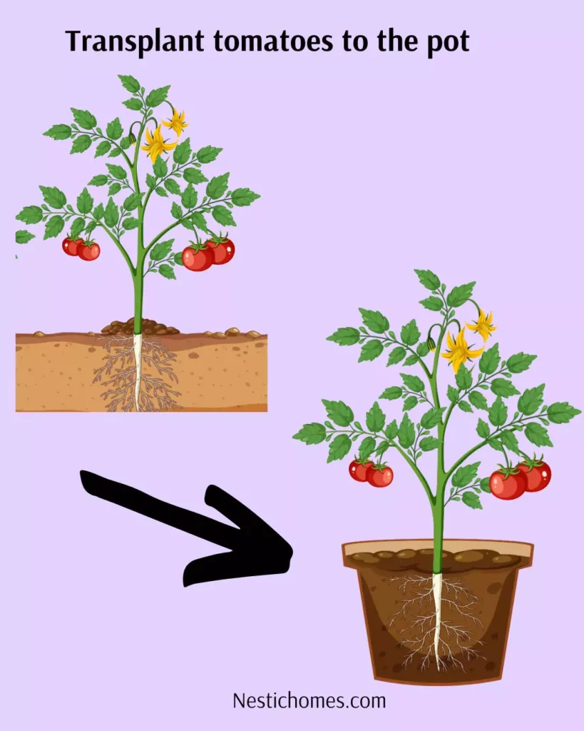 How to Propagate Tomato Cuttings (Step-by-Step Guide)