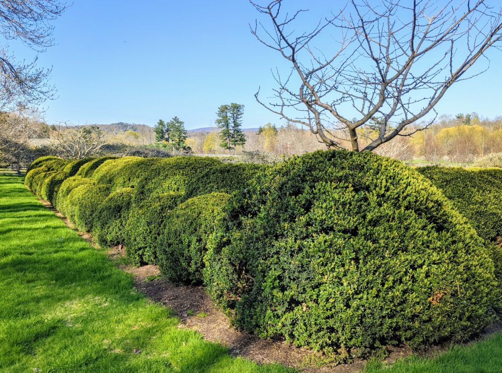 11 Shrubs Easily Rooted from Hardwood Cuttings
