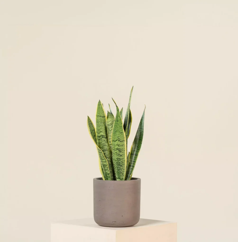 How to Care for a Mother-in-Law’s Tongue Plant (Sansevieria trifasciata)

