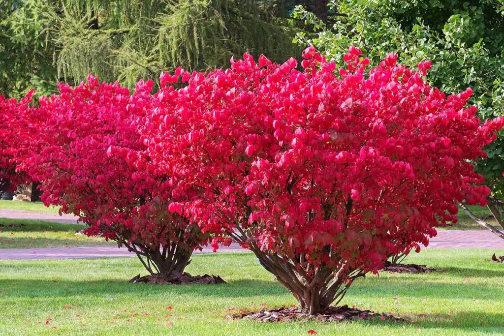 11 Shrubs Easily Rooted from Hardwood Cuttings
