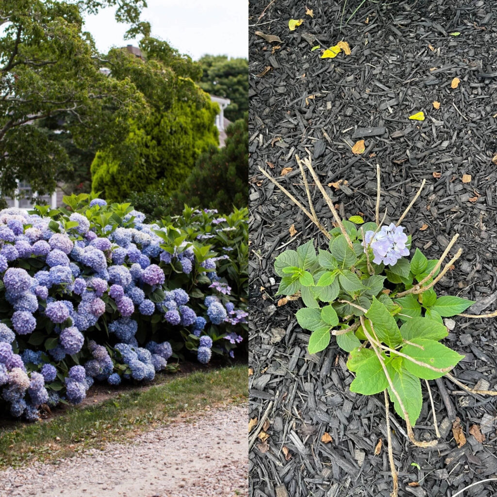 11 Shrubs Easily Rooted from Hardwood Cuttings
