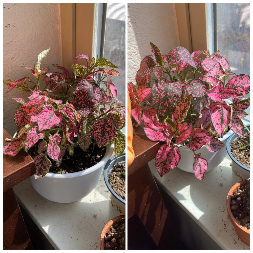 polka dot plant vs coleus
