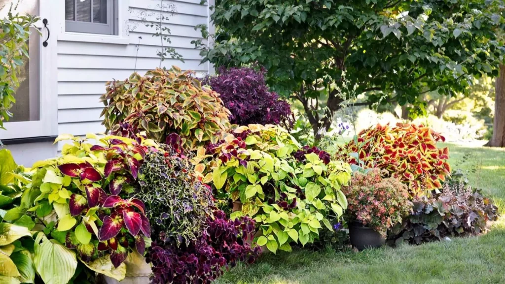 polka dot plant vs coleus