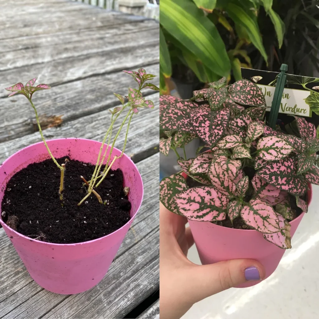 polka dot plant vs coleus
